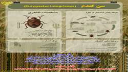 چرخه زندگی  سن گندم 